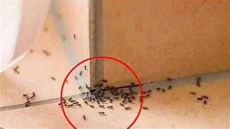 家里很多蚂蚁风水 陳字筆劃